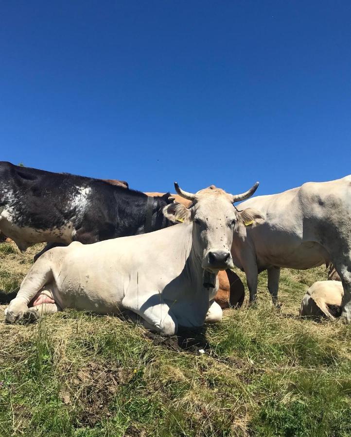 Ferienwohnung Morgentau Am Rande Der Wildnis Sibratsgfäll Zewnętrze zdjęcie