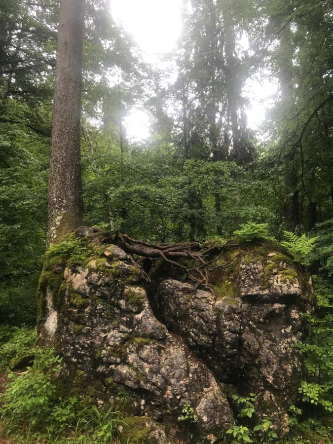 Ferienwohnung Morgentau Am Rande Der Wildnis Sibratsgfäll Zewnętrze zdjęcie